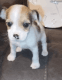 Jack Russell Terrier Puppies for sale in Tarpon Springs, FL, USA. price: $600