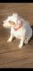 Jack Russell Terrier Puppies for sale in Lansing, Michigan. price: $800