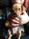 Jack Russell Terrier Puppies for sale in East Killingly, Connecticut. price: $500