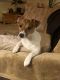 Jack Russell Terrier Puppies for sale in Hopewell, New Jersey. price: NA