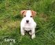 Jack Russell Terrier Puppies for sale in Verona, NY 13478, USA. price: $1,000