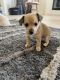 Jack Russell Terrier Puppies for sale in Victorville, California. price: $50