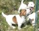 Jack Russell Terrier Puppies for sale in Northglenn, CO, USA. price: NA