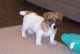 Jack Russell Terrier Puppies for sale in Gainesville, FL, USA. price: NA