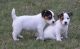 Jack Russell Terrier Puppies for sale in Austin, TX, USA. price: NA
