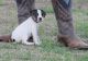 Jack Russell Terrier Puppies for sale in Lisburn, Lisburn, Lisburn, UK. price: 220 GBP