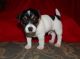 Jack Russell Terrier Puppies for sale in Altstätten, Switzerland. price: NA