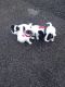 Jack Russell Terrier Puppies for sale in El Paso, TX, USA. price: NA