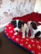 Jack Russell Terrier Puppies for sale in Poliçan, Albania. price: 200 ALL
