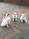 Ready To Leave. Jack Russell Pups