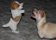 Jack Russell Terrier Puppies for sale in Colorado Springs, CO, USA. price: $400