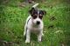 Jack Russell Terrier Puppies for sale in Tucson, AZ, USA. price: NA
