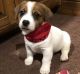 Jack Russell Terrier Puppies for sale in Denver, CO 80219, USA. price: $500
