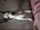 Jack Russell Terrier Puppies for sale in Mentor, OH 44060, USA. price: NA
