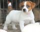 Jack Russell Terrier Puppies for sale in Denver, CO, USA. price: $500