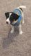 Jack Russell Terrier Puppies for sale in San Antonio, TX, USA. price: NA