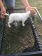 Jack Russell Terrier Puppies for sale in Palestine, TX, USA. price: NA