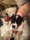 Jack Russell Terrier Puppies for sale in Reno, NV, USA. price: NA
