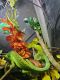 Jacksons Chameleon Reptiles for sale in Denver, CO, USA. price: $85
