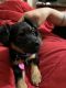 Jagdterrier Puppies for sale in Ontario, CA 91764, USA. price: $50