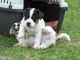 Jagdterrier Puppies for sale in Indianapolis, IN, USA. price: NA