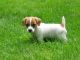 Jagdterrier Puppies for sale in Silver Spring, MD, USA. price: $400