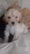 Jagdterrier Puppies for sale in Indianapolis, IN 46201, USA. price: $510