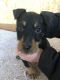 Jagdterrier Puppies for sale in Westcliffe, CO 81252, USA. price: $50