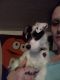 Jamthund Puppies for sale in Des Moines, IA, USA. price: NA