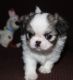 Japanese Chin Puppies for sale in Ottertail, MN 56571, USA. price: $1,200