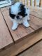 Japanese Chin Puppies for sale in Laurens County, SC, USA. price: $600
