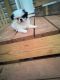 Japanese Chin Puppies for sale in Laurens County, SC, USA. price: $550