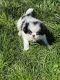 Japanese Chin Puppies for sale in Laurence Harbor, NJ 08879, USA. price: $1,200