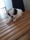Japanese Chin Puppies for sale in Laurens County, SC, USA. price: $650