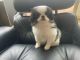 Japanese Chin Puppies for sale in Salem, OR, USA. price: $2,090