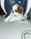 Japanese Chin Puppies for sale in Indianapolis, IN, USA. price: $800