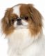 Japanese Chin Puppies for sale in Marshall Junction, MO 65340, USA. price: $600