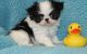 Japanese Chin Puppies for sale in Honolulu, Hawaii. price: $400