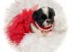Japanese Chin Puppies for sale in Cuba, Missouri. price: $3,000