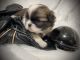 Japanese Chin Puppies for sale in Cuba, Missouri. price: $2,500