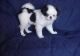 Japanese Chin Puppies for sale in Baileyville, KS 66404, USA. price: NA