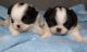 Pure breed Japanese chin Puppies ,