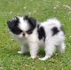 Japanese Chin Puppies for sale in Tacoma, WA, USA. price: NA