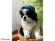 Japanese Chin Puppies for sale in Chicago, IL, USA. price: $350