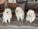 Japanese Spitz Puppies for sale in Phoenix, AZ, USA. price: NA