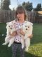 Japanese Spitz Puppies for sale in S Carolina St, Avon Park, FL 33825, USA. price: NA