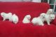 Japanese Spitz Puppies for sale in Chicago, IL, USA. price: NA