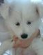 Japanese Spitz Puppies for sale in Honolulu, Hawaii. price: $400
