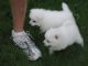 Japanese Spitz Puppies for sale in Oklahoma City, OK, USA. price: NA