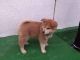 Japanese Akita puppies for sale